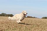 GOLDEN RETRIEVER 142